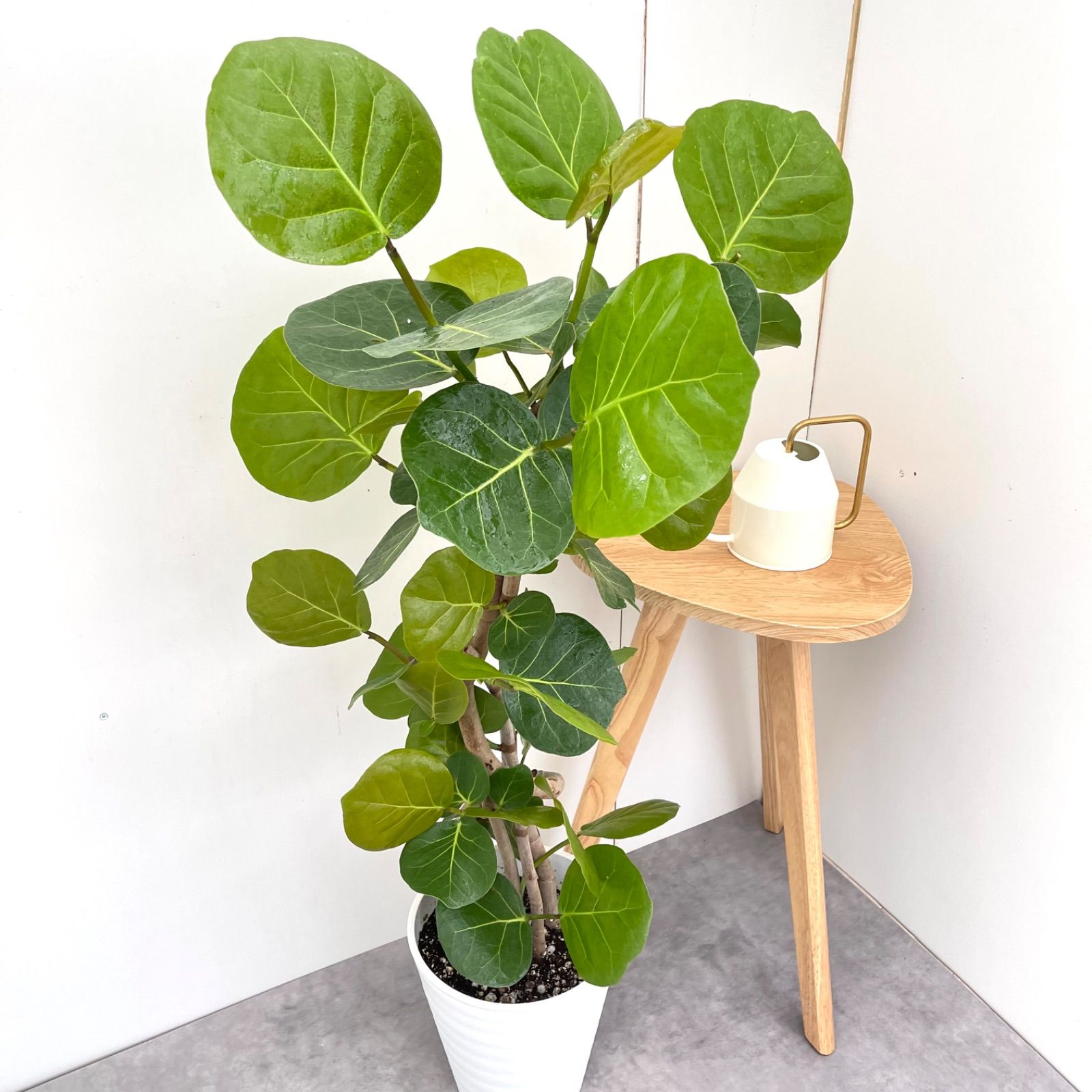 現品　海葡萄　シーグレープ　曲がり　12番　観葉植物　希少　インテリアグリーン Amazon｜海葡萄 シーグレープ 曲がり 特大 13番 観葉植物