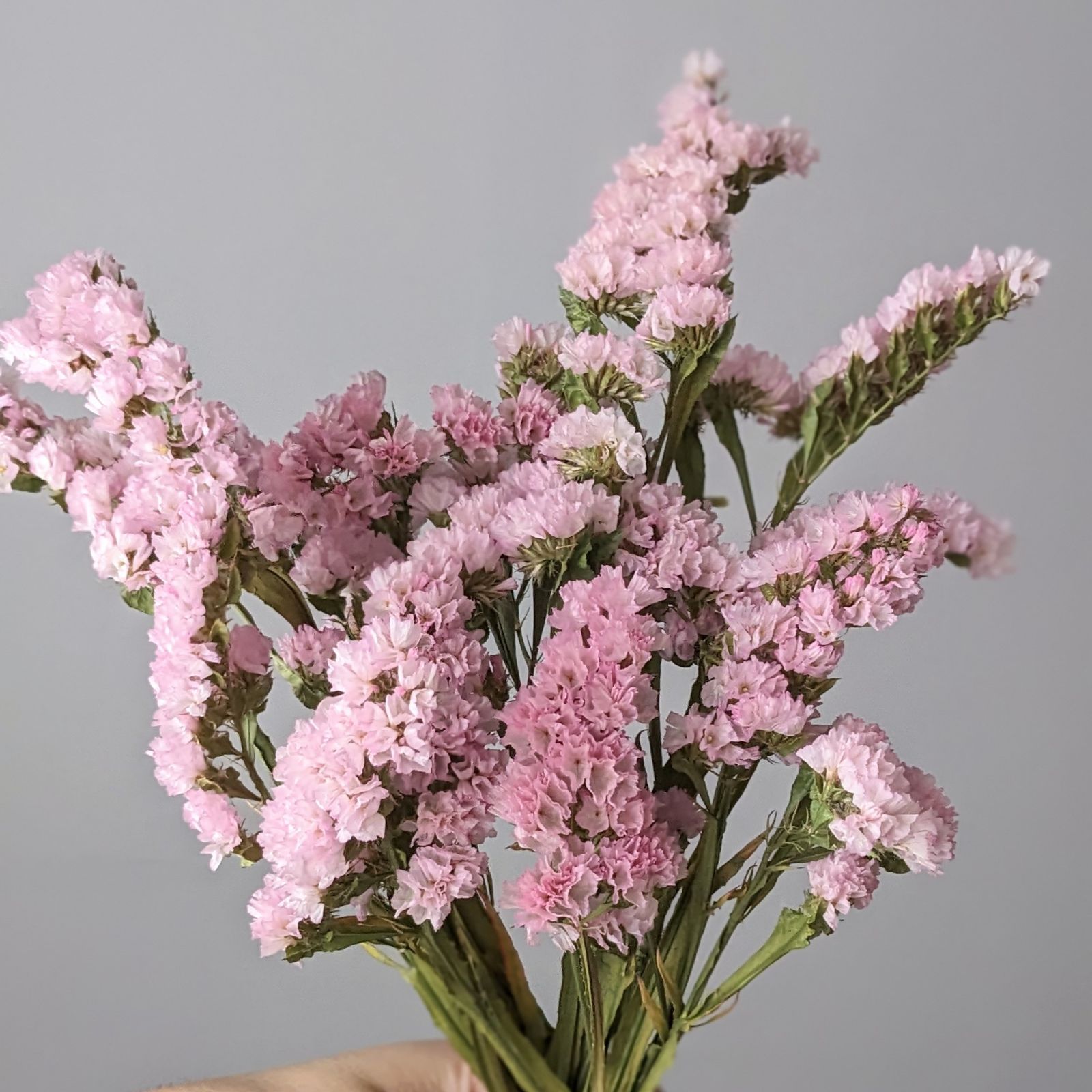 ドライフラワー❇️スターチス ソロモン❣️ 065-01379.jpg