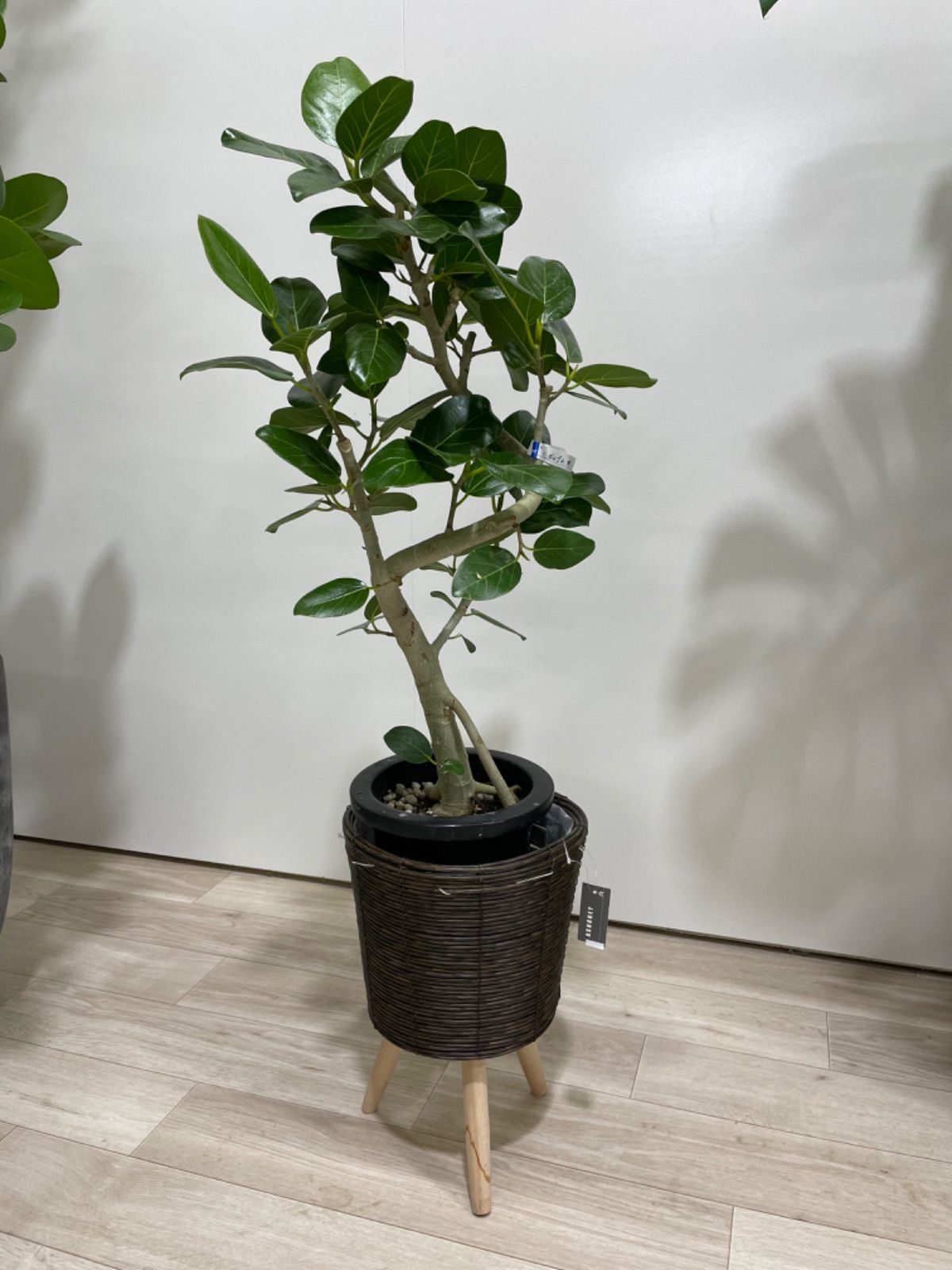 ベンガルゴム 7号 観葉植物 インテリア グリーン ゴムの木 フィカス ベンガルゴム 7号 観葉植物 インテリア グリーン ゴムの木 フィカス