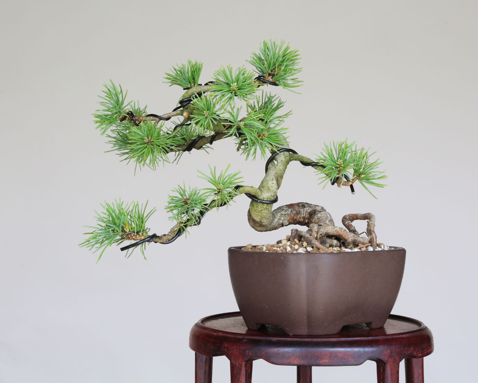 小品盆栽