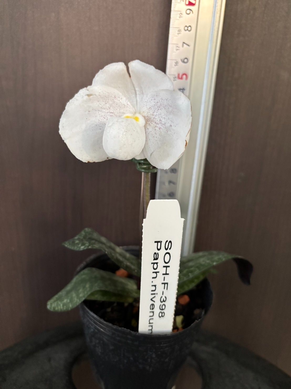 洋蘭 Paph. Niveum x sibling 開花 SOH-F-398