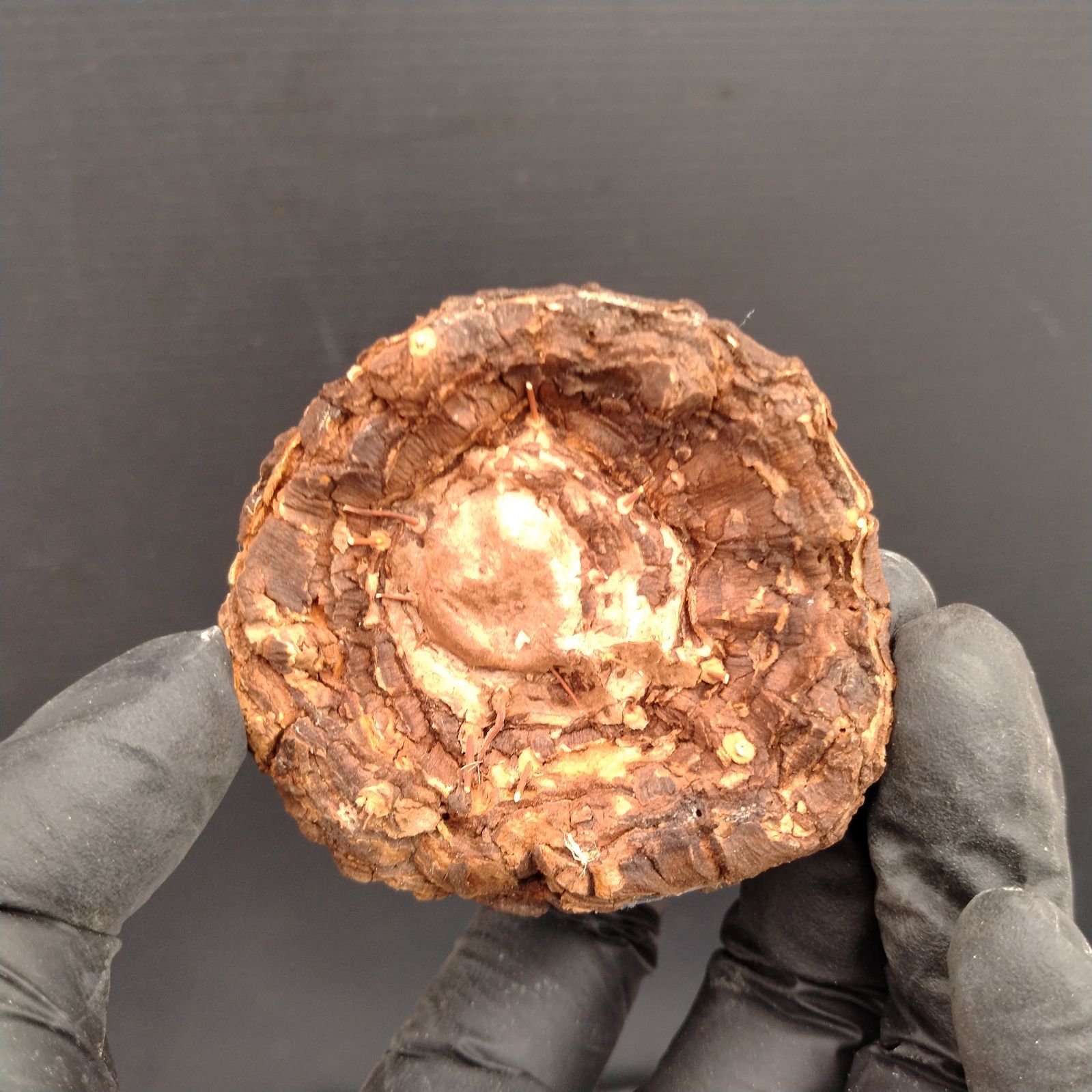 V175【最新到着】Dioscorea Mexicana メキシコ亀甲竜（現地球