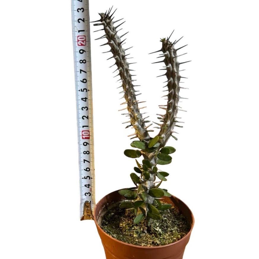 観葉植物 アローディア 特大 抜き苗 ビザールプランツ