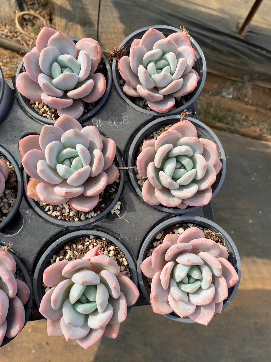 24抜き苗セット】スノートレジャー 多肉植物 佐川急便発送 エケベリア