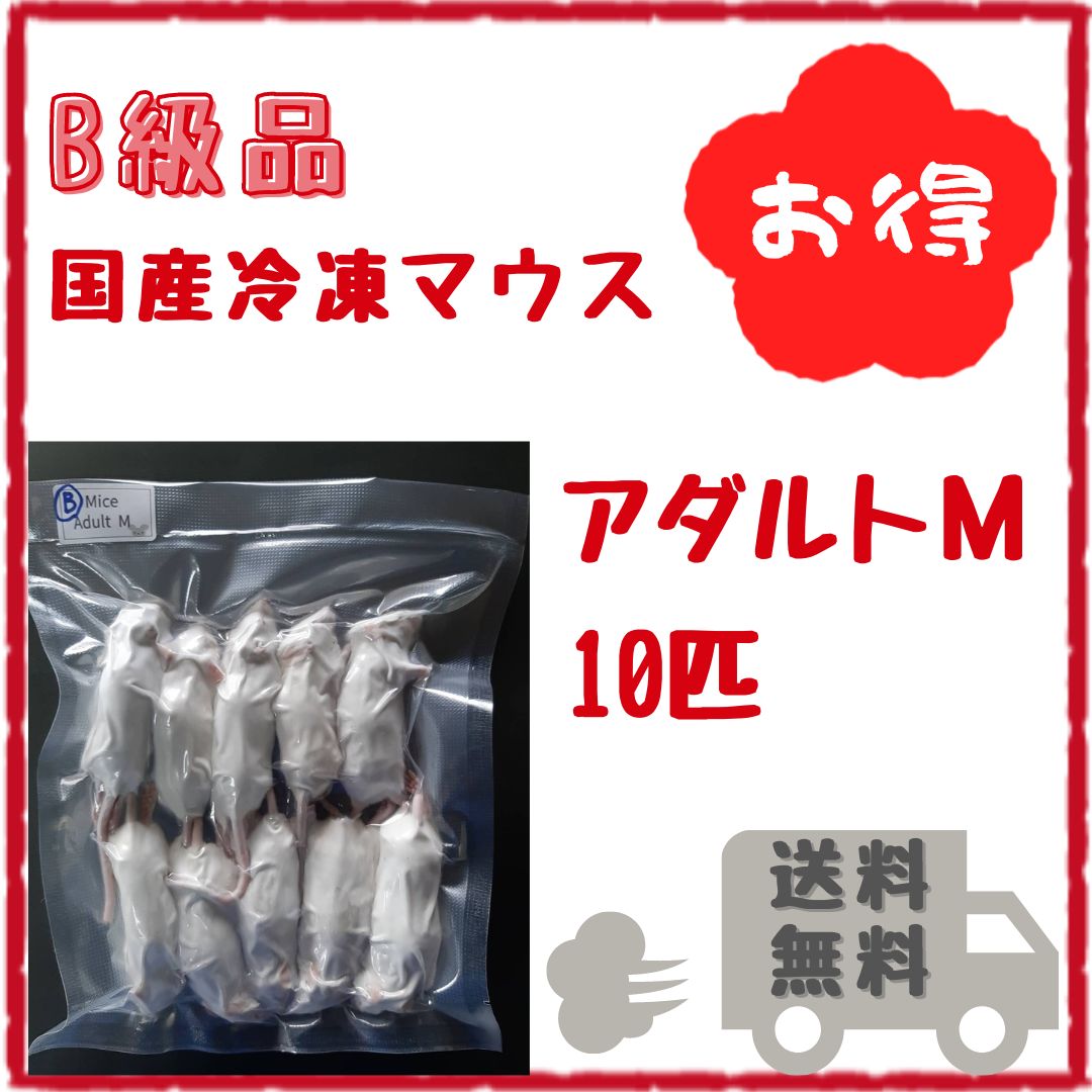 国産冷凍マウス アダルトM 50匹(地域限定送料無料) （B級品