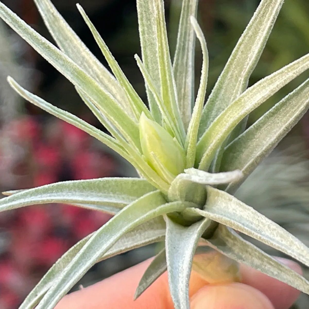 花芽＊チランジア アエラントス アルバ (白花)Tillandsia aeranthos var. alba＠フラワーショップ江口 - メルカリ