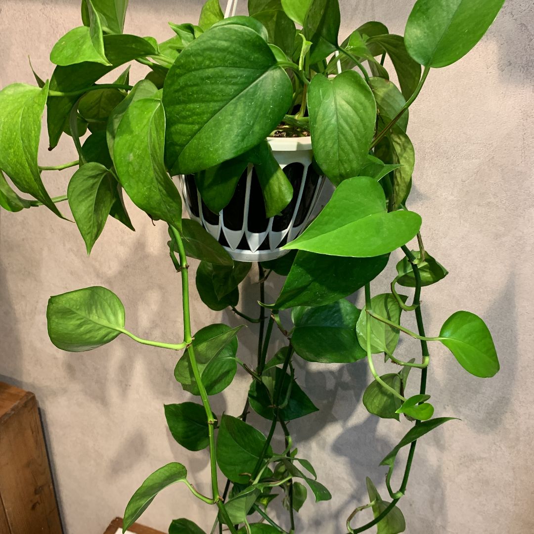 ポトス グローバル 希少品種 4号鉢 観葉植物