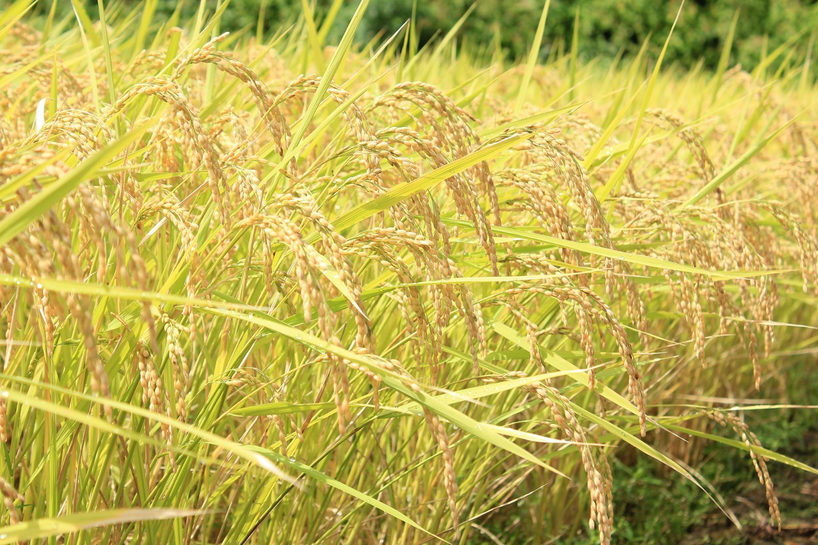 【農薬８割減】天日干し はざかけ コシヒカリ　山梨産【白米・七分・玄米】20kg