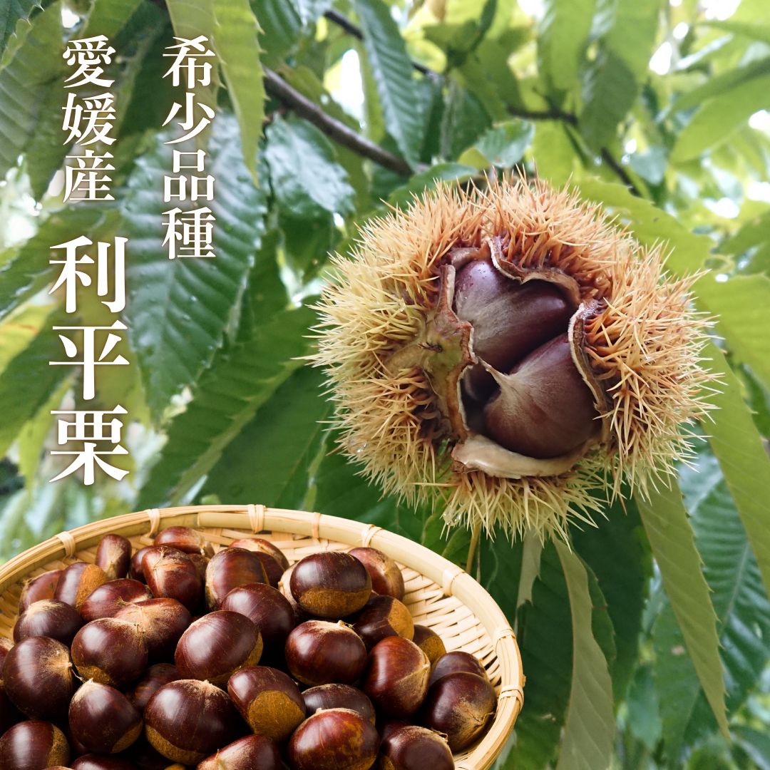 笠間栗 大粒 2L〜4L 6kg 笠間栗 大粒 2L〜4L 6kg 生栗 秋 2025年 1kg 2L・Lサイズ 笠間