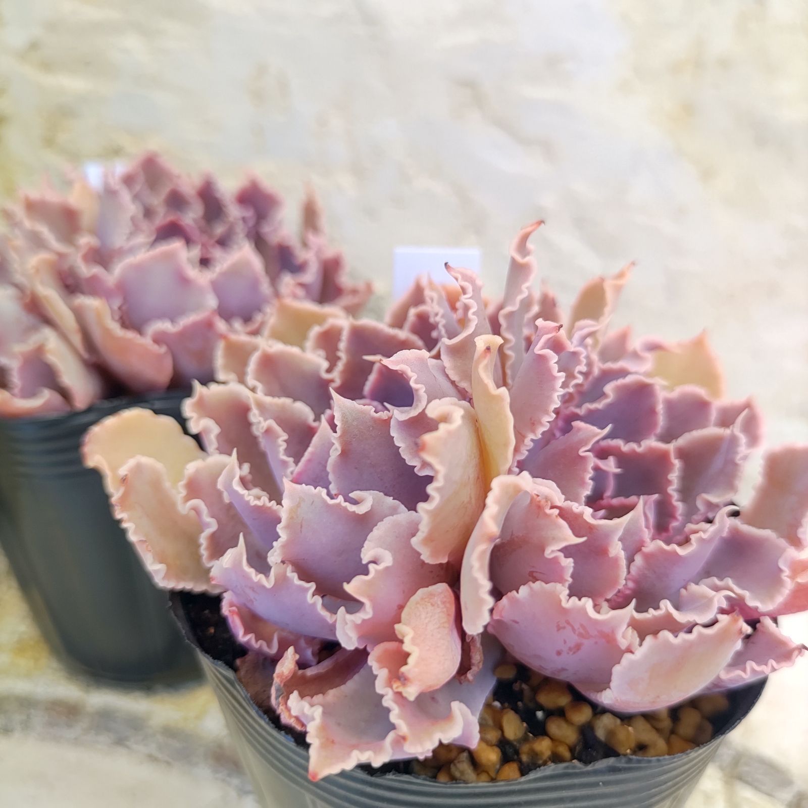 メルカリ便　フィレンツェ錦　韓国苗 ♪多肉植物 韓国苗 フィレンツェ♪ - メルカリ