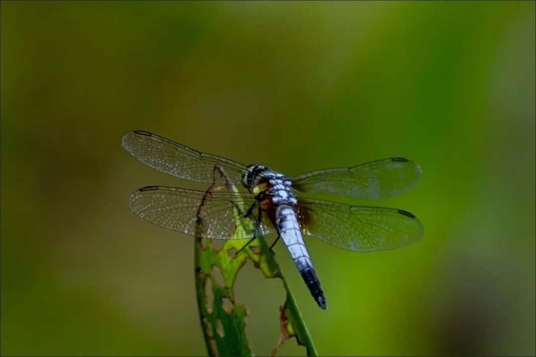 D7100 D7000 D5200 D5100 D3100 D850 D810 D800 D700 一眼レフカメラ 