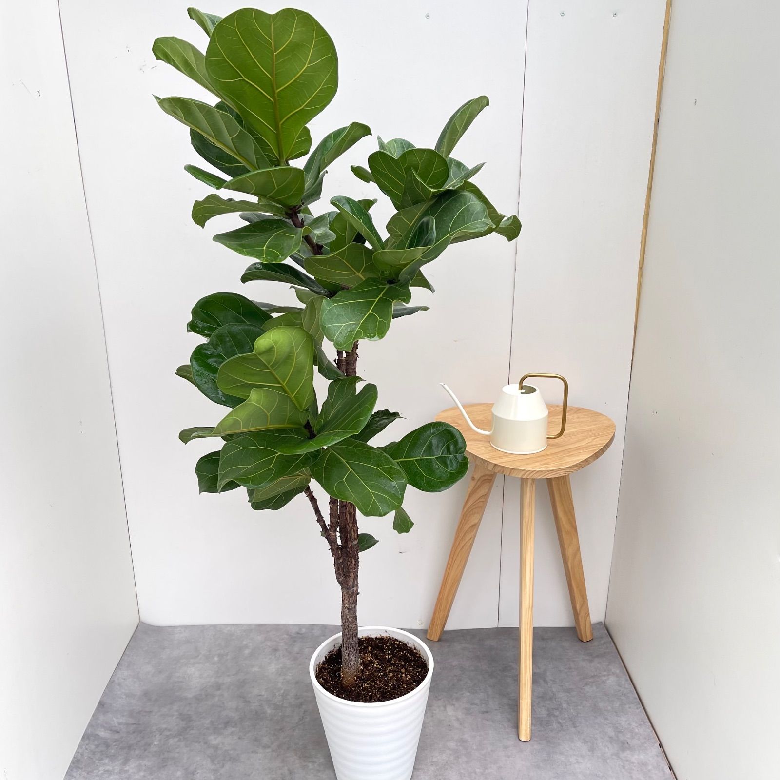 カシワバゴム フィカス リラータ 6 現品 観葉植物 大型 室内 YUZUMIYA_COM