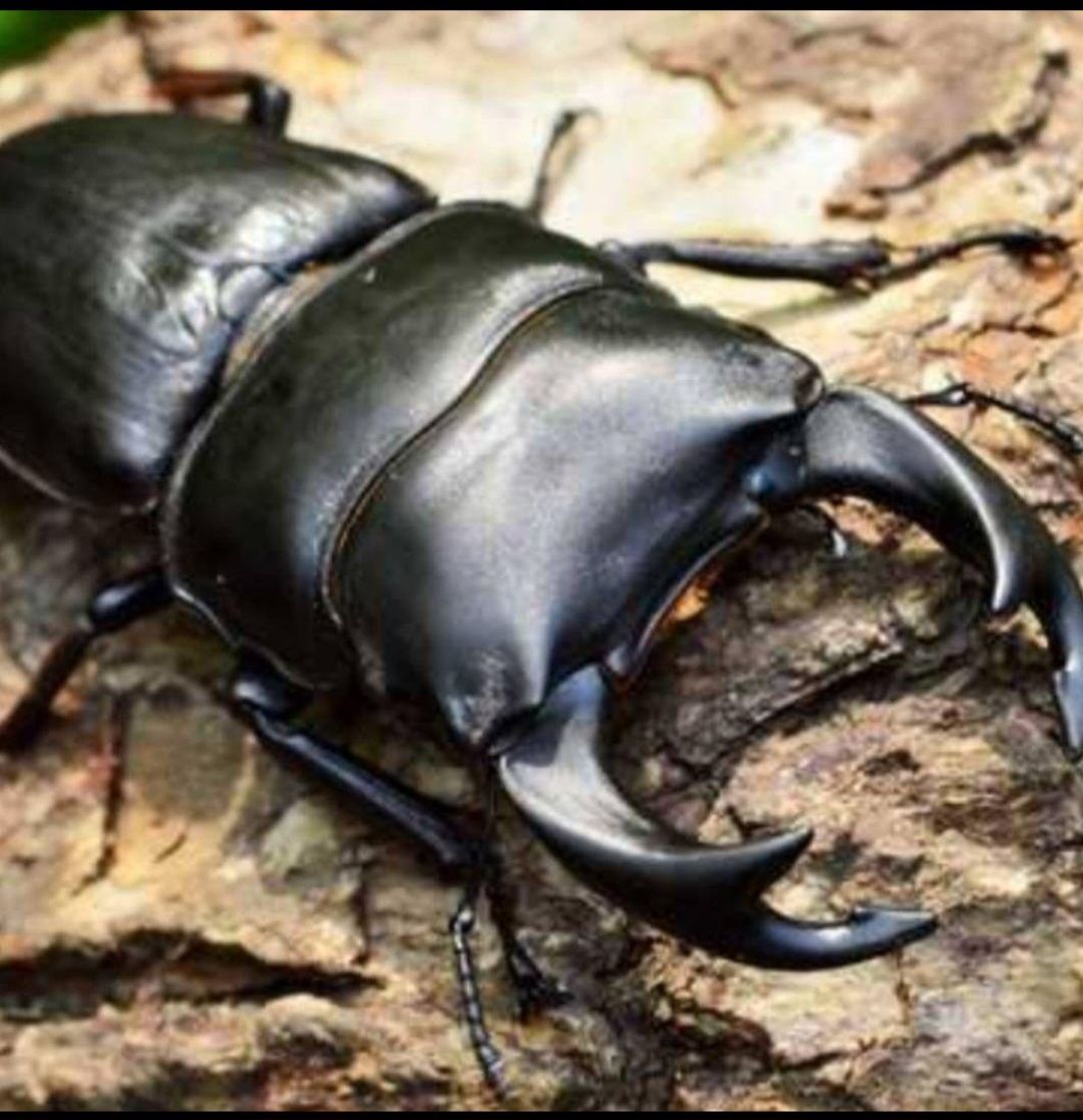 クワガタ カブト幼虫の餌