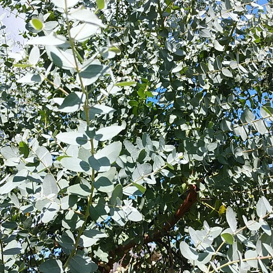 ユーカリサイダーガム ロングリーフ 銀世界 フレッシュ詰め合わせ