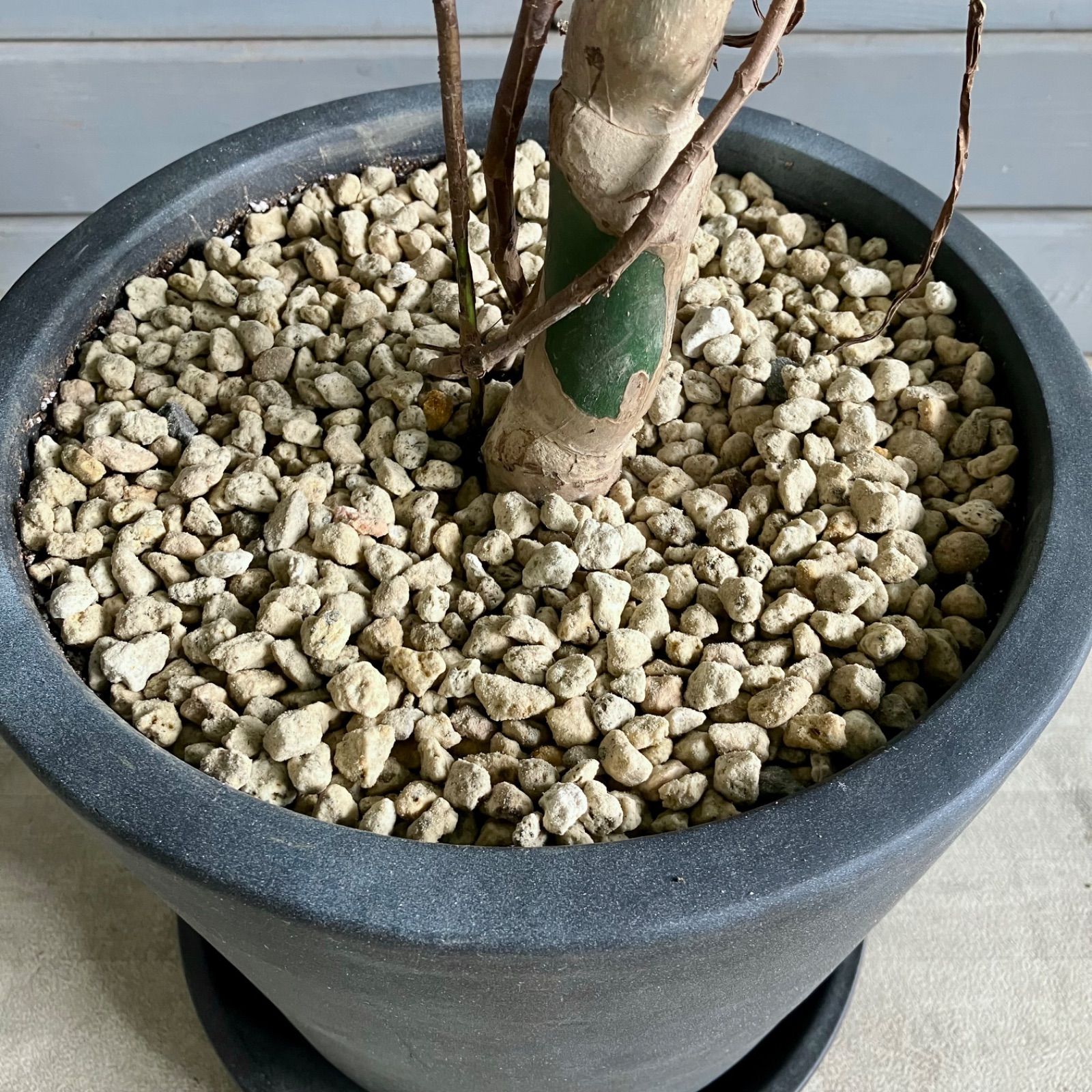 大型 根上がり モンステラ デリシオーサ 10号 テラコッタ鉢植え