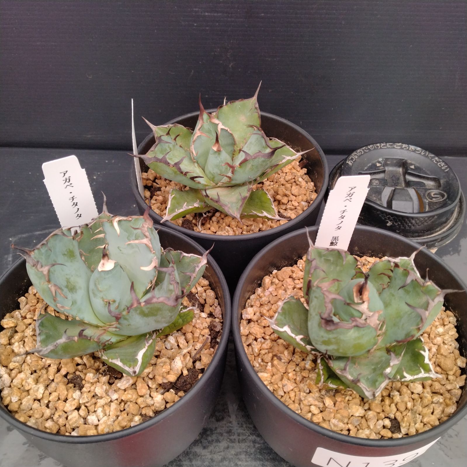 アガベ 中型　黒鯨　強刺　極美株　子株2個付き アガベチタノタ 黒鯨 アガベ チタノタ 黒鯨 【台湾産/抜き苗