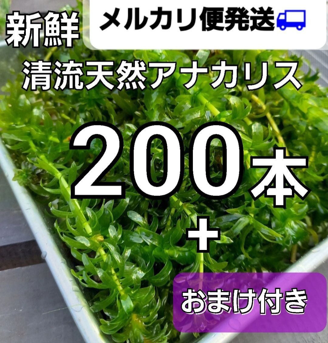 天然アナカリス 200本 おまけ付き 水草セット メダカ 金魚 鯉