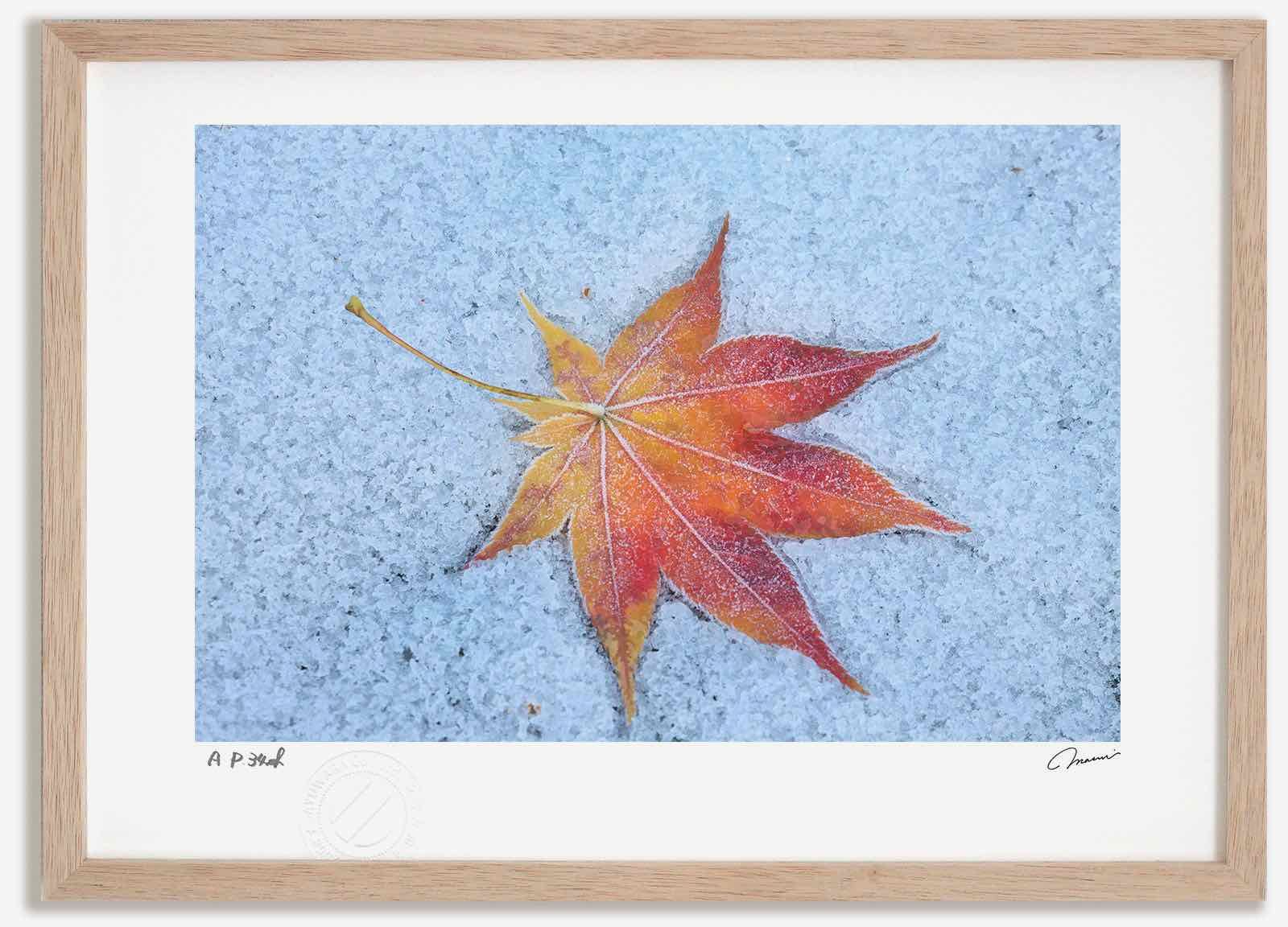 アートフォト 絵画 新雪と落ち葉6 高橋真澄 インテリア 額入り 額装込 風景画 油絵 ポスター アート アートパネル リビング 玄関 プレゼント モダン アートフレーム 飾る Mサイズ おしゃれ 壁掛け 絵