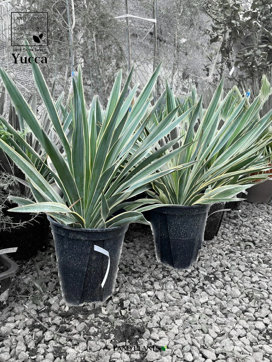 ユッカ（グロリオサ：斑入り） 7号 プラスチック鉢 1鉢 ユッカ