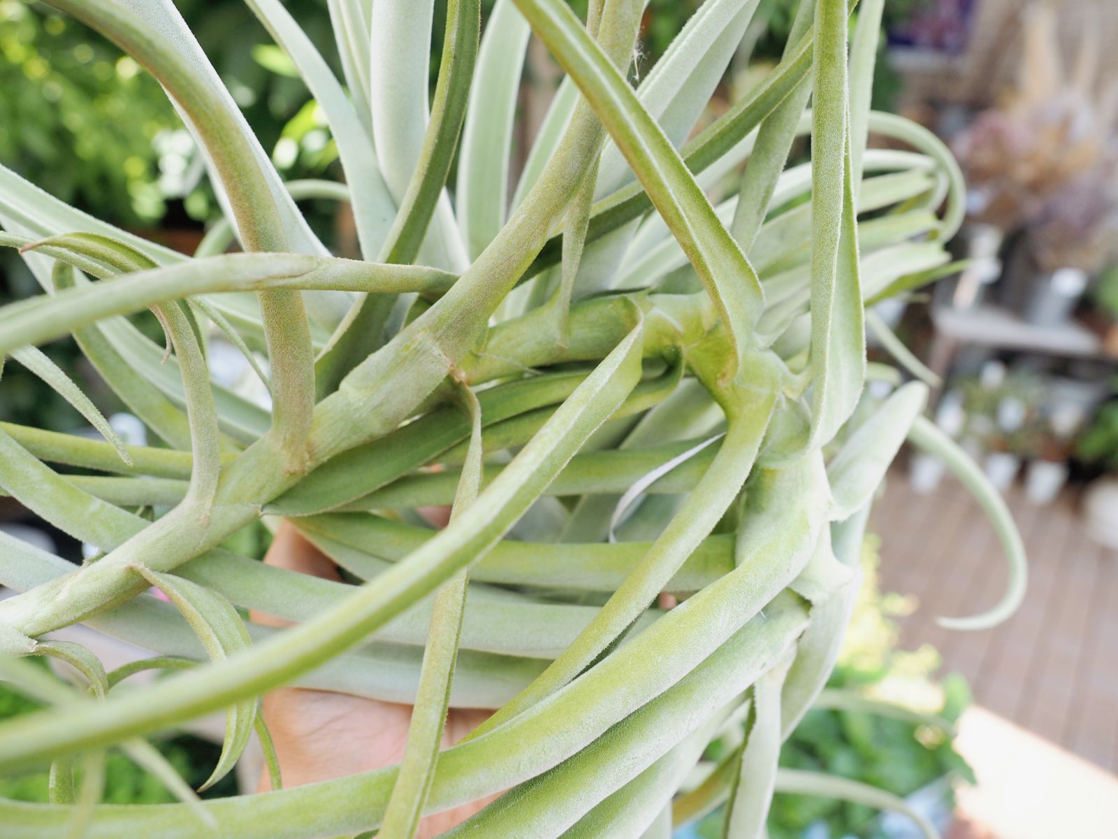 超超特大サイズの チランジア デュラティ Tillandsia エアプランツ - メルカリ