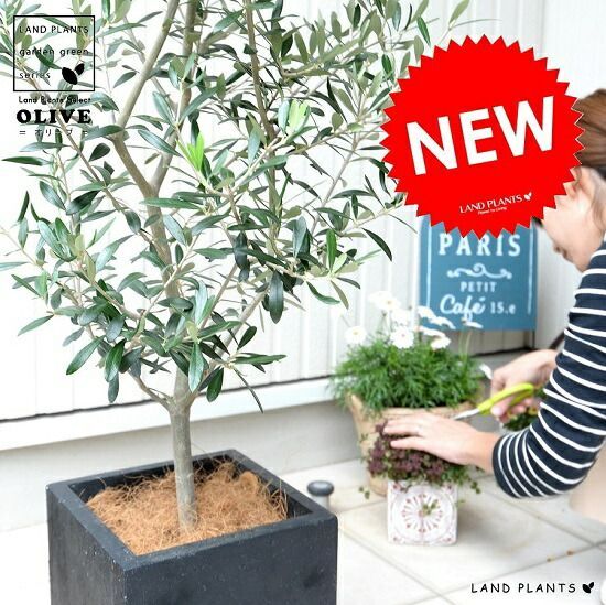 ユーカリ グニー スクエア型テラコッタ鉢植え 苗 シンボルツリー