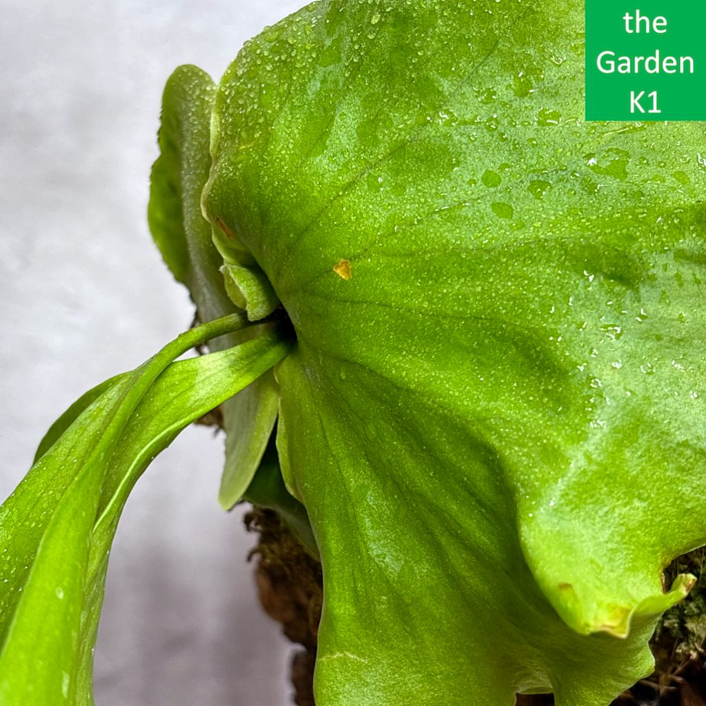 ビカクシダ コロナリウム〔white〕コルク付け2 ビカクシダ