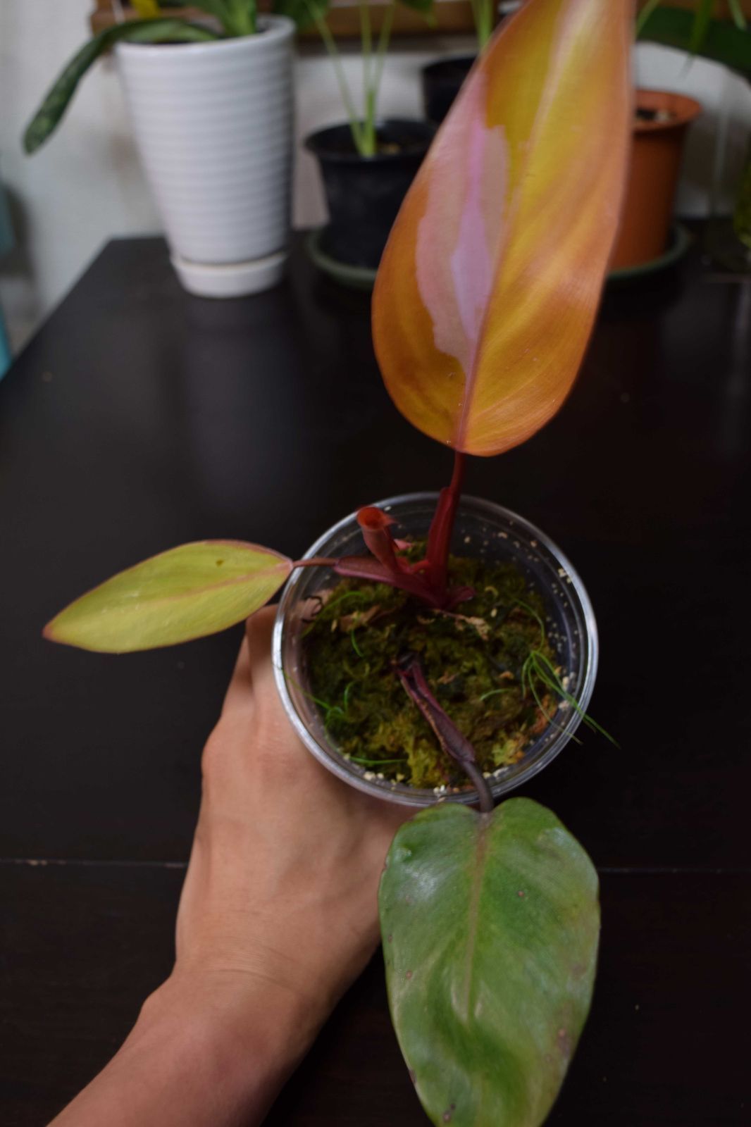 Philodendron Persimmon Princess フィロデンドロン パーシモン