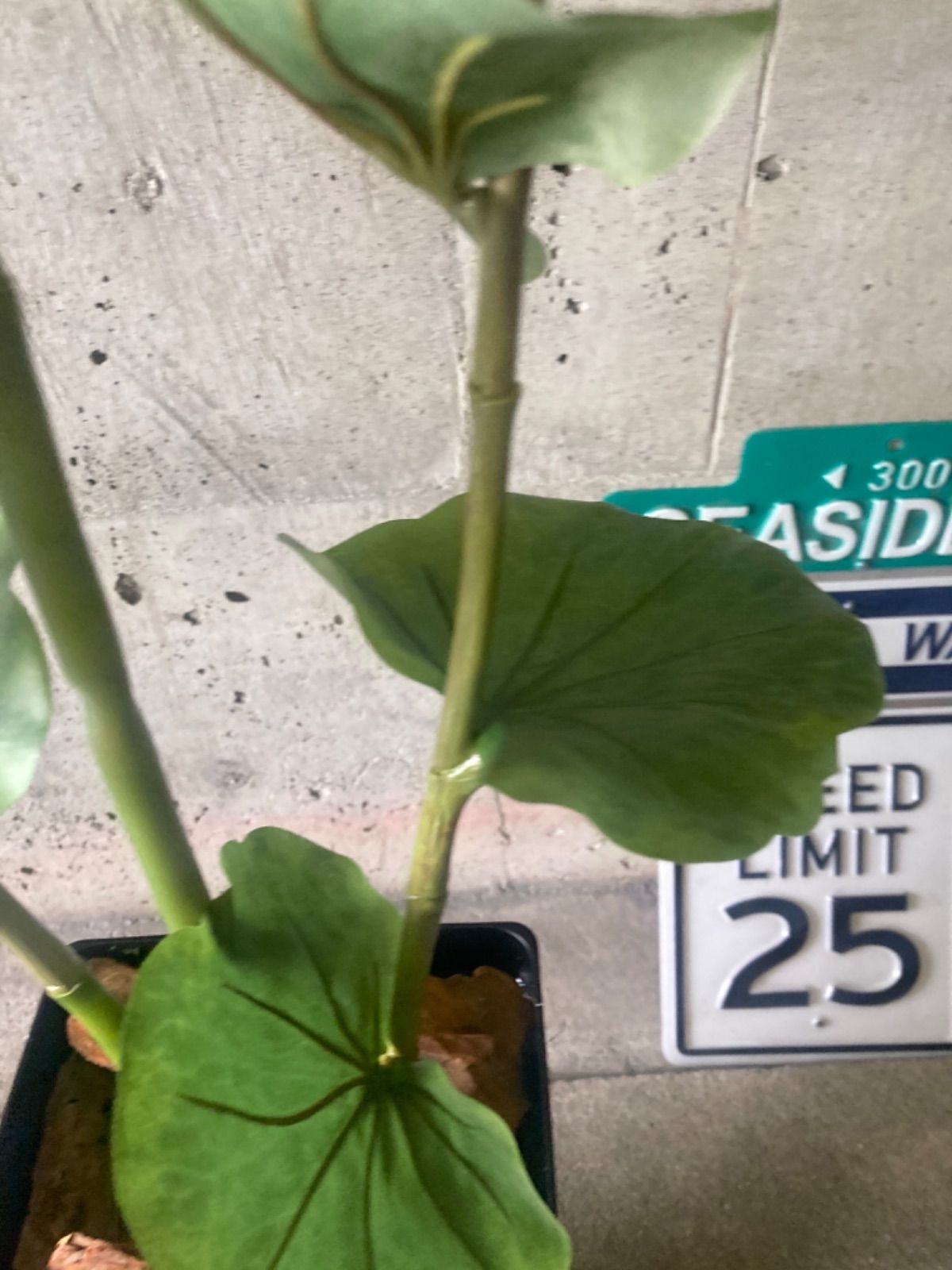 光触媒 人工観葉植物 ウォールグリーン フェイク シーグレープ132