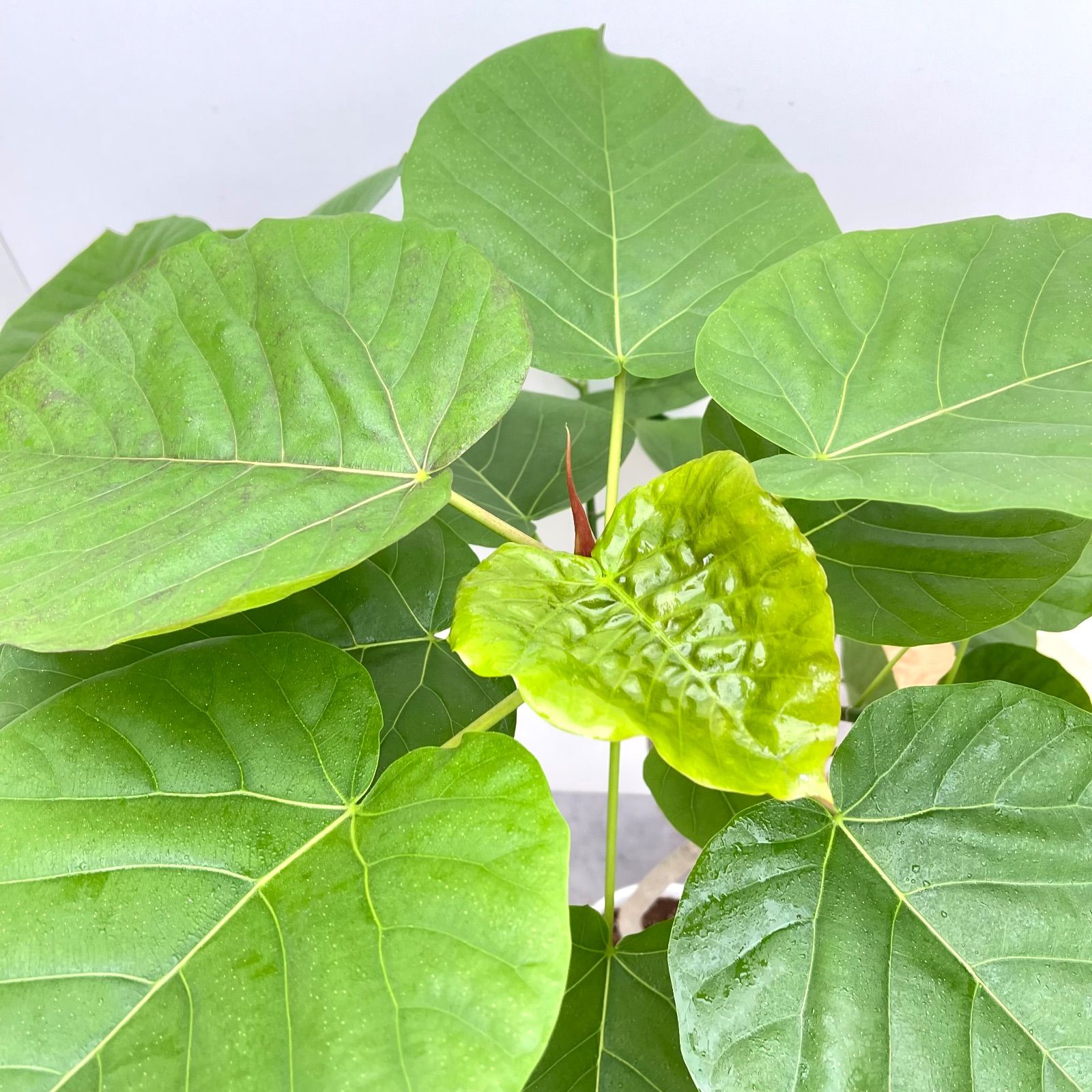 ウンベラータ 曲がり