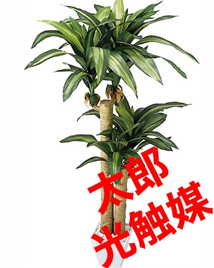 光触媒 人工観葉植物 ウォールグリーン フェイク フラワ 幸福の木マッサン