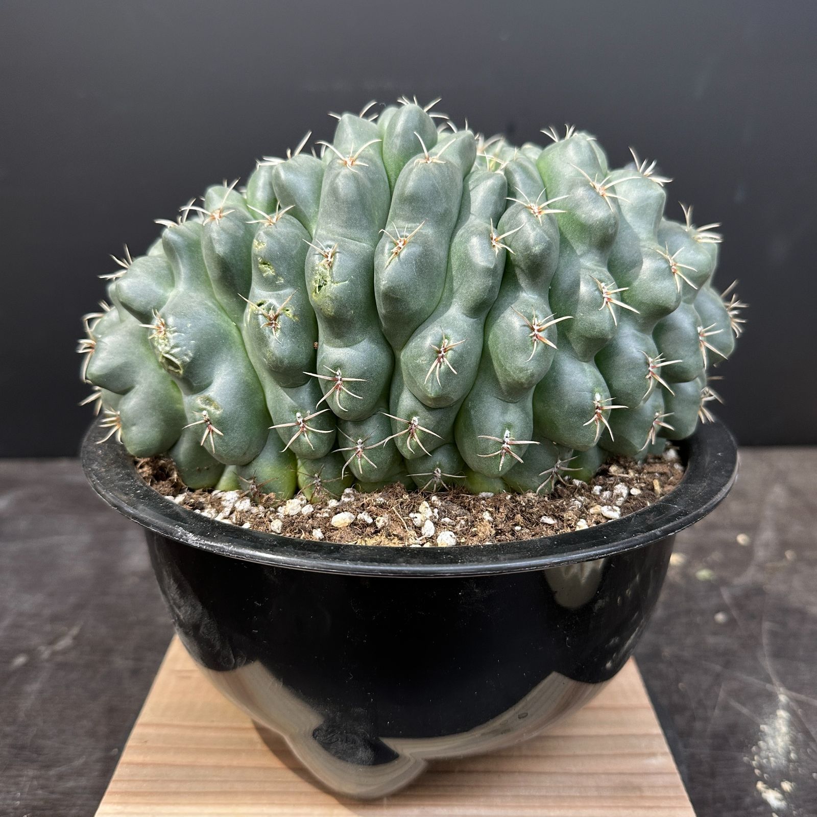 傷あり特価！！ #4 Gymnocalycium baldianum ギムノカリキウム 