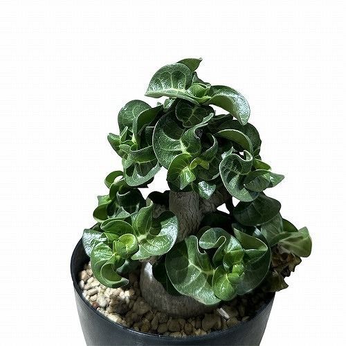 塊根植物 ブルセラ スコレッチテンダリ ブルセラ ファガロイデス