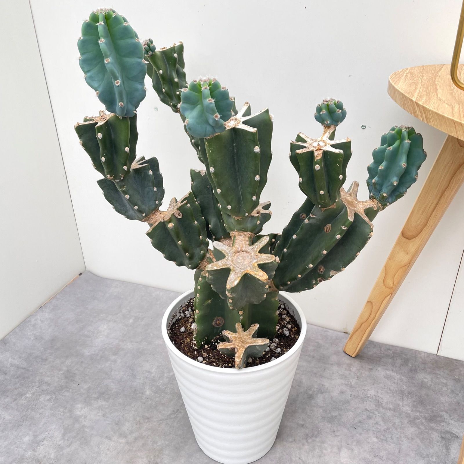 柱サボテン ブランチ 29【現品】観葉植物 室内 小売業者 ドライ