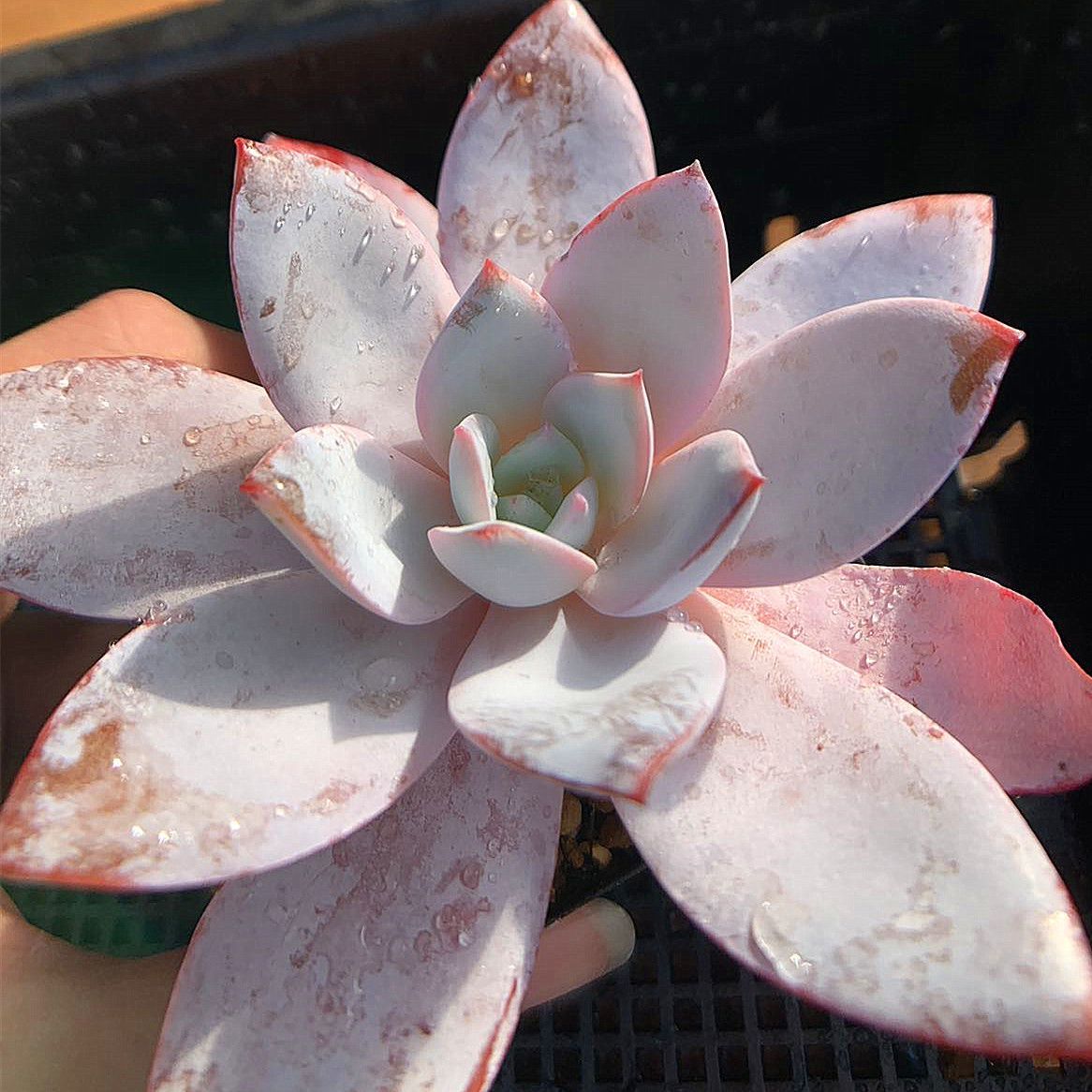 農園直売 多肉植物 寄せ植え エケベリア属 白蓮 Echeveria 'Baek Ryeon' 抜き苗 観葉植物 インテリア 多肉専門VERVE