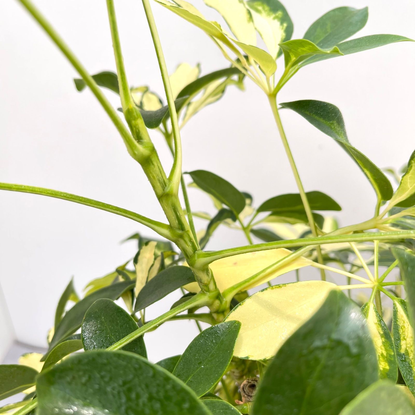 ［現品］7番　シェフレラ　グランディ　曲がり　7号　観葉植物　斑入　室内　可愛い シェフレラ：ホンコンカポック斑入り 7号鉢植え の通販 | 園芸ネット