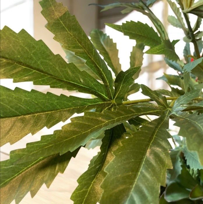 大麻草