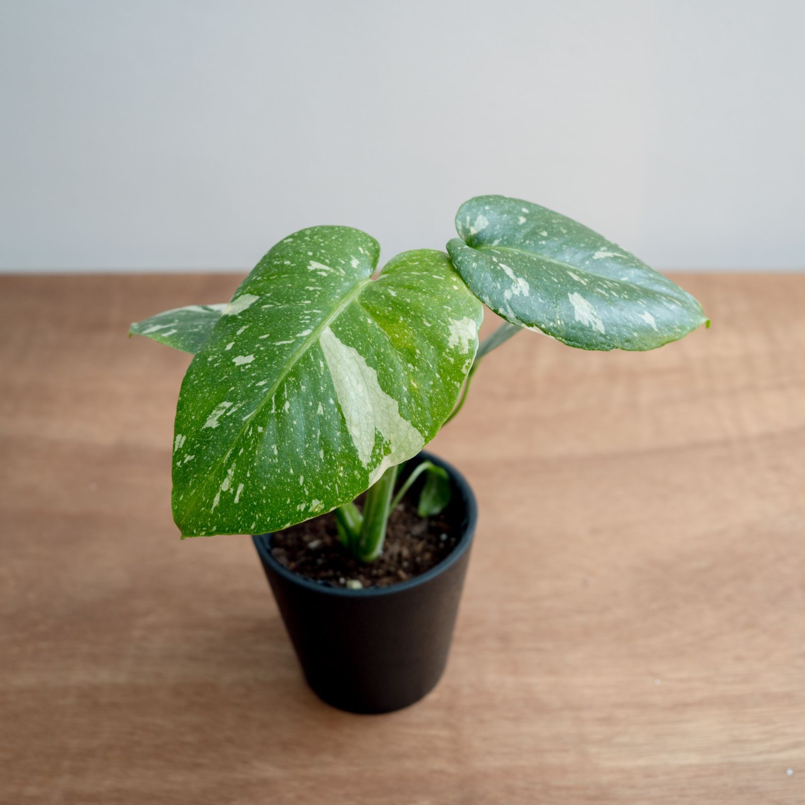 Monstera deliciosa 'Thai Constellation'_3（モンステラ・タイ