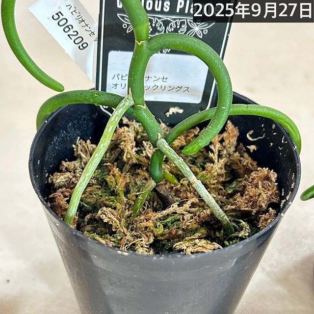 洋蘭 洋ラン パピリオナンセ テレス オリンピックリングス 3号硬質