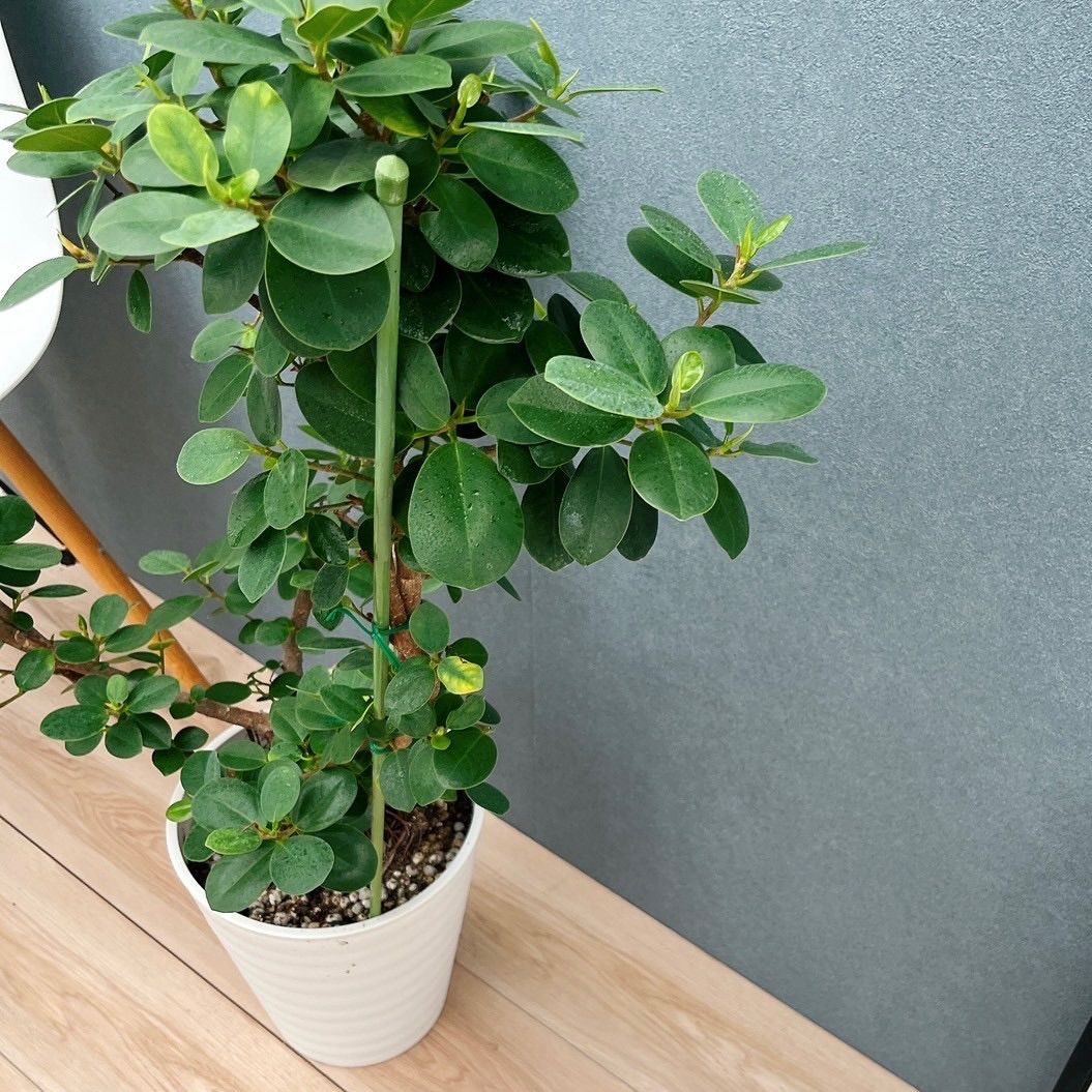 現品］【希少】A2 パンダガジュマル 8号 観葉植物 室内 レア ゴムの木