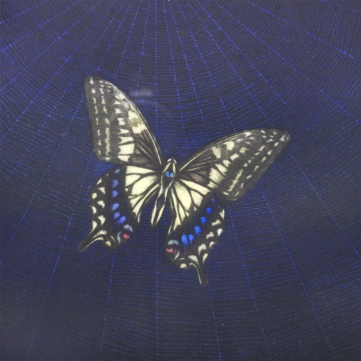 最終値下げ 加山又造 蝶 動物画 作家直筆サイン 昆虫 クモ 蜘蛛