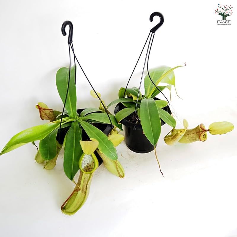 ＩＴＡＮＳＥ ネペンテス ルイーザ 5号吊り鉢 1個売り 食虫植物 観葉植物 学名 Nepenthes Louisa 半耐寒性常緑多年草 原産地 東南アジア 別名 靫葛 ウツボカズラ 栽培しやすい人口交配種 丈夫さと美しさを兼ね備えています 明るい緑 LLC-HASEGAWATOSO_COM