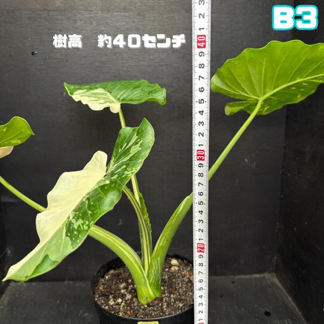 アロカシア・ヴァリエガータ・オキナワシルバーB3・斑入り