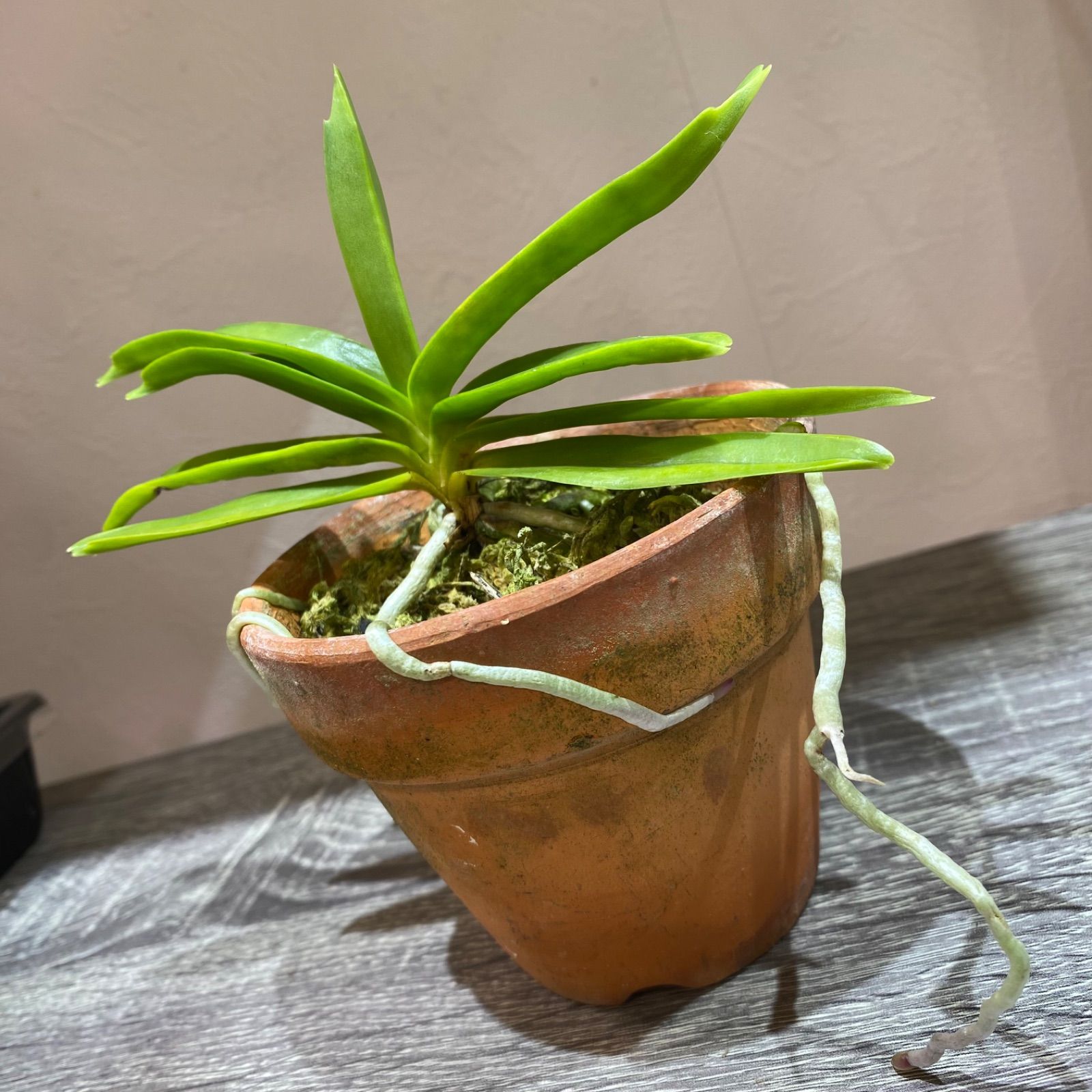 希少種】コウトウヒスイラン（紅頭翡翠蘭）沖縄県産 - メルカリ