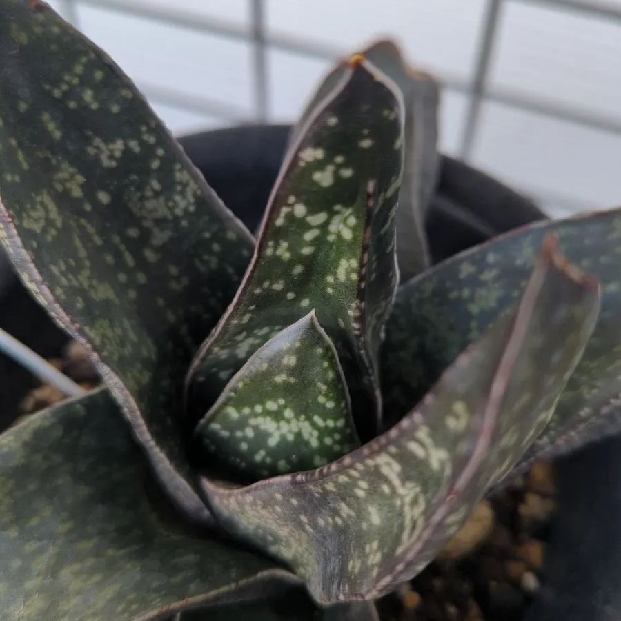 多肉植物 ガステリア beckeri 聖牛 抜き苗 - メルカリ