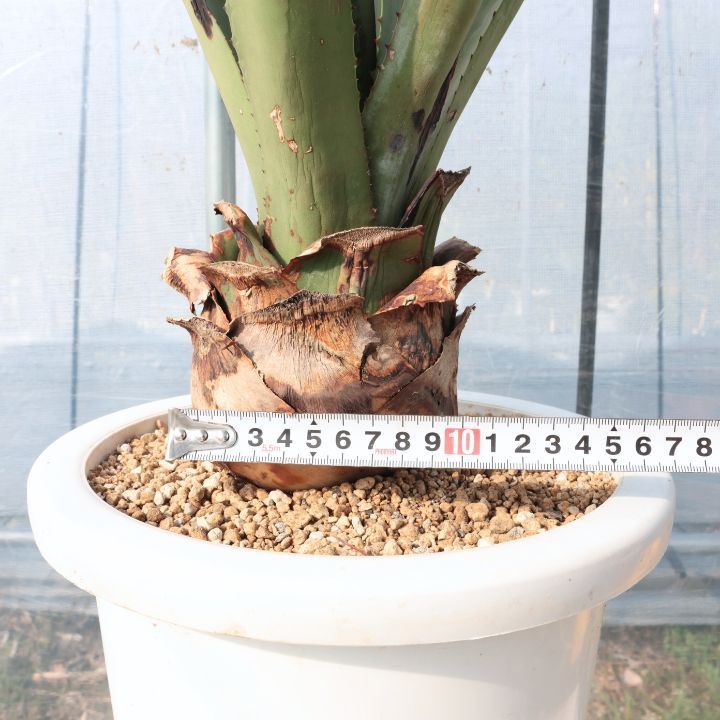 多肉植物 アガベ アオノリュウゼツラン(アメリカーナ) 7号鉢 Agave