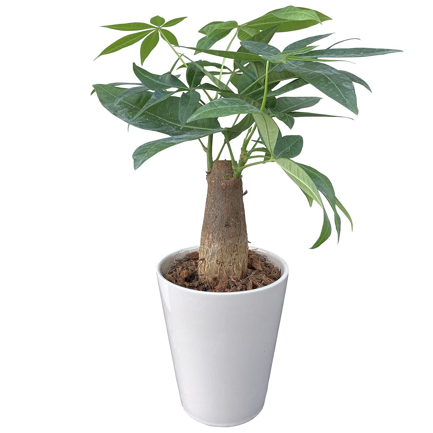 ミニ ミニ観葉植物 パキラの木 ぱきら おしゃれ 観葉 本物 観葉植物 植物 パキラ 花のギフト社