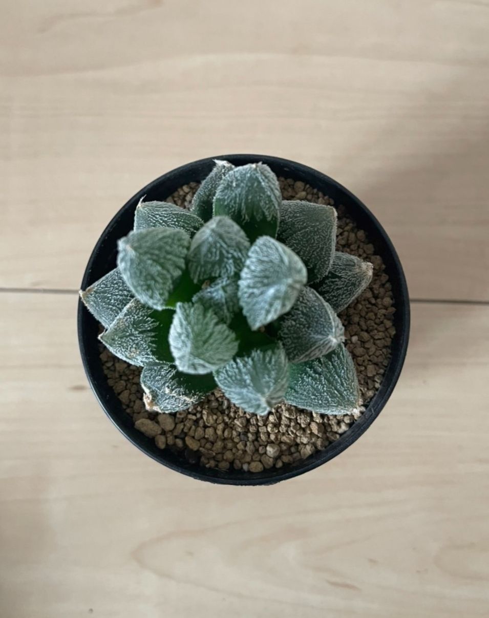 ハオルチア 白狐伝 ハオルチア 白蛇伝 白狐伝 | 【空中庭園+HAWORTHIA.JP+】weblog