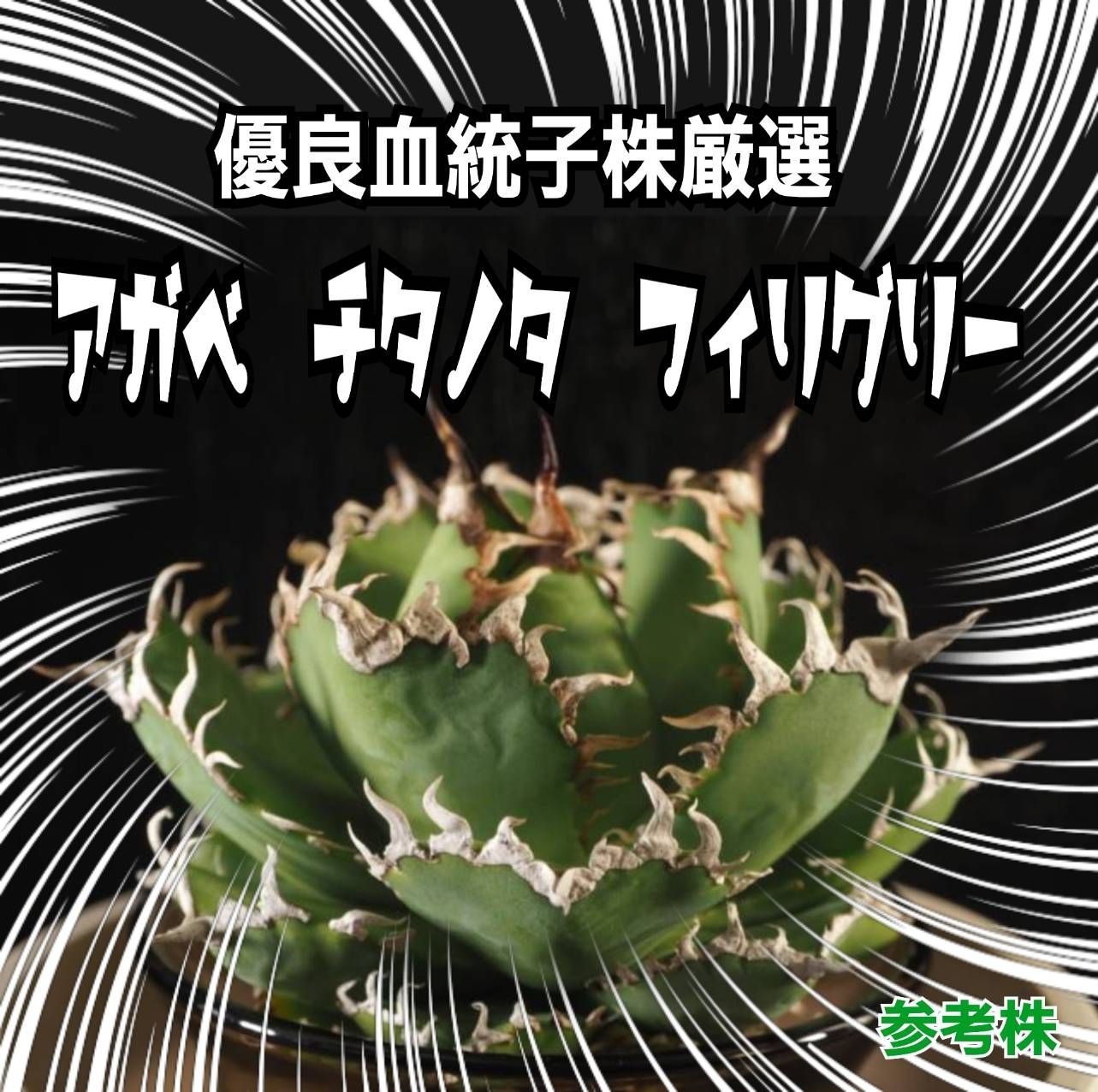 アガベ　連刺フィリグリー　メルカリ便 アガベ チタノタ フィリグリー （鉢ごとメルカリ便） - メルカリ