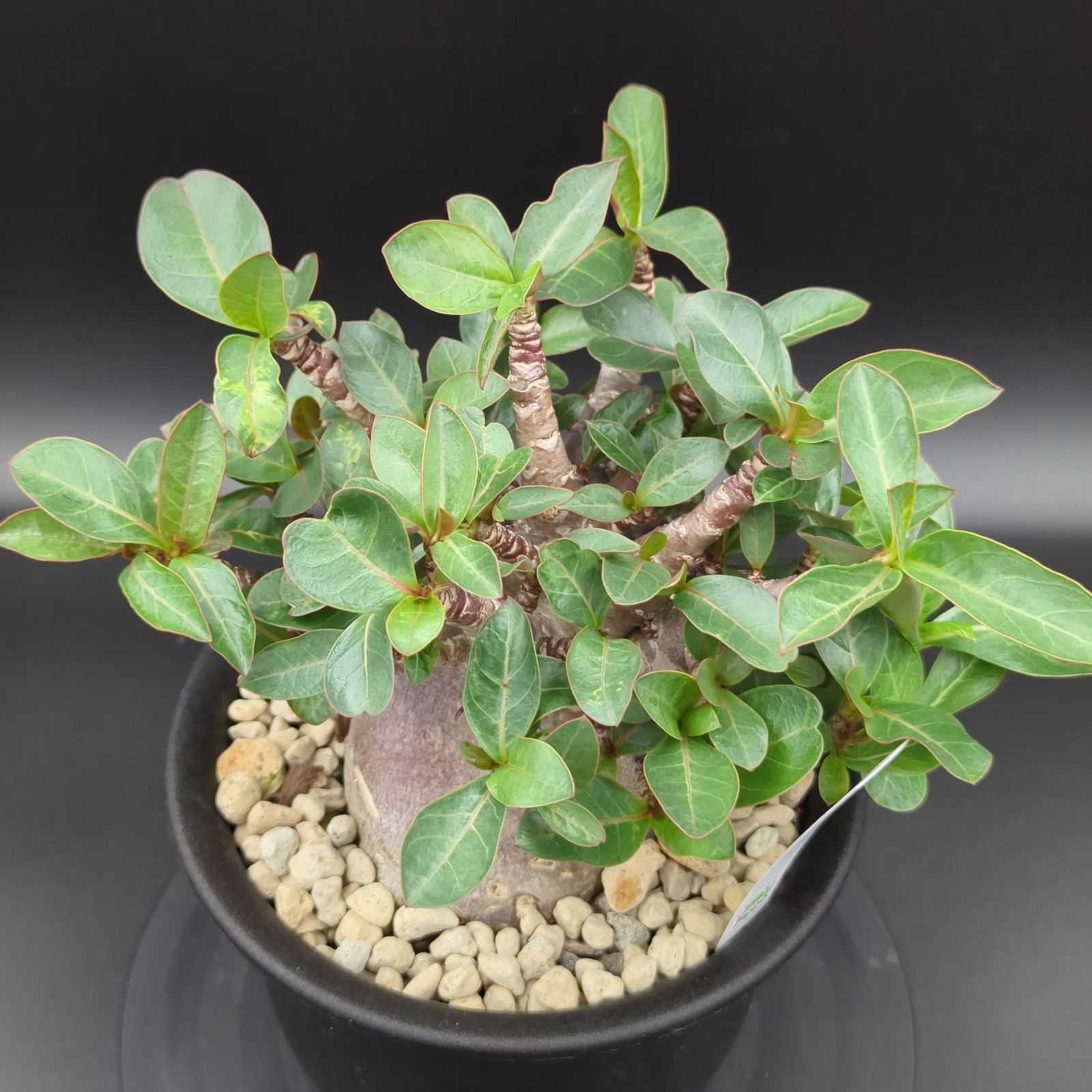 5号サイズ【塊根植物】アデニウム アラビカム モンスター 鉢ごと