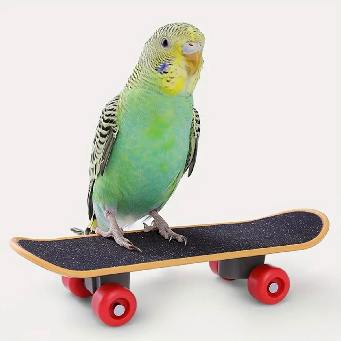 ミニ　スケボー　鳥　インコ　玩具　指スケ　トイ　バード　小鳥